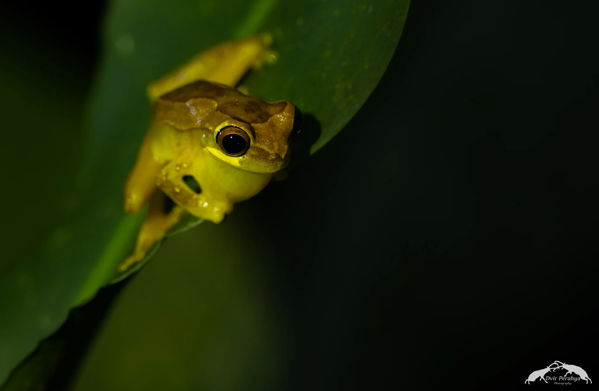 Tree frog, Costa Rica Rainforest